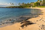 Hawaiian monk seals enjoying the sun on Kapalua Bay